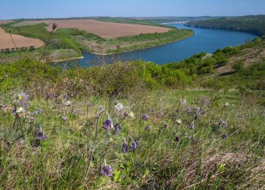 Pulsatilla patens veya Prairie Crocus veya Pasque çiçekleriyle Dnister Nehri Kanyonu 'nun muhteşem bahar manzarası. Shyshkovi Gorby, Nahoriany, Chernivtsi bölgesi, Ukrayna.