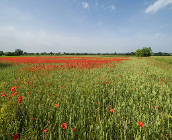 Beautiful Ukrainian Countryside Spring Landscape Wheat Field Red Poppy Flowers — Stock Photo, Image