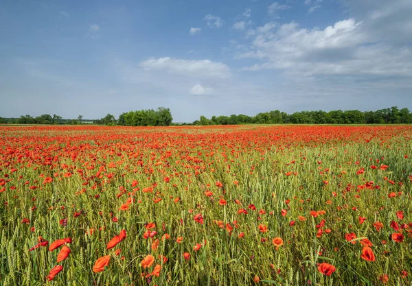 Schöne Ukrainische Landschaft Frühling Landschaft Mit Weizenfeld Und Roten Mohnblumen — Stockfoto