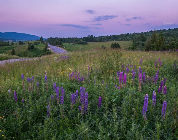 Pintoresco Crepúsculo Junio Cárpatos Prados Montaña Carretera Gran Medida Abundancia — Foto de Stock