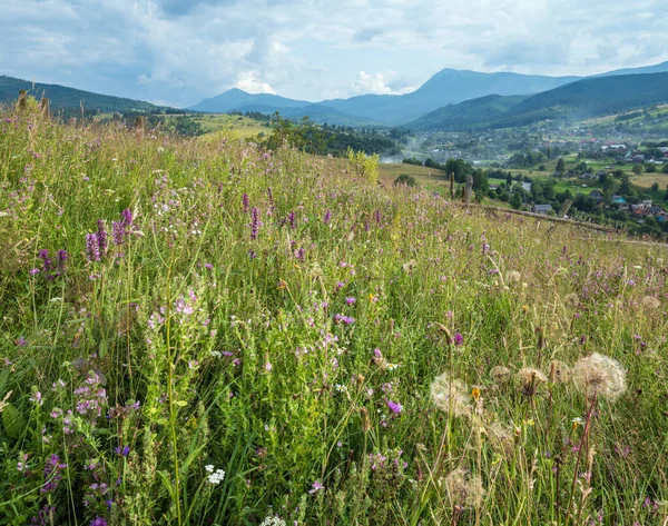 Verão Pitoresco Carpathian Montanha Campo Prados Abundância Vegetação Belas Flores — Fotografia de Stock