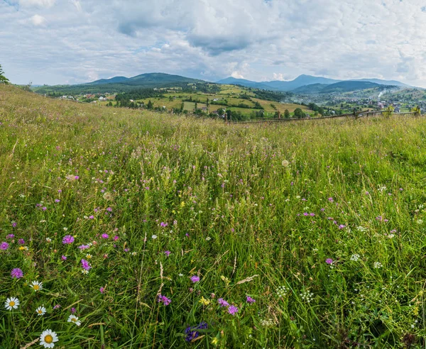 絵のような夏カルパチア山脈の田舎の牧草地 植生の豊富さと美しい野生の花 — ストック写真