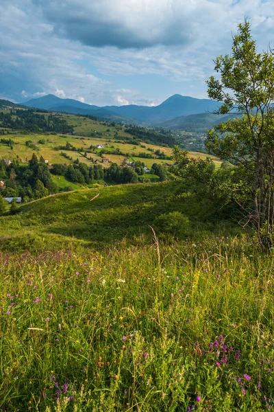 Pintorescas Praderas Montaña Los Cárpatos Verano Abundancia Vegetación Hermosas Flores —  Fotos de Stock