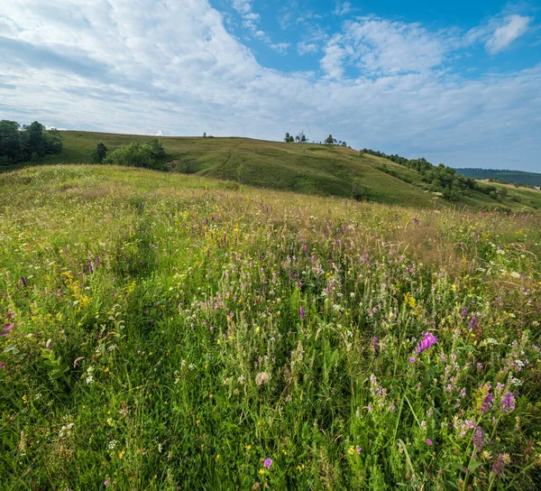 Malebné Letní Karpatské Horské Louky Spousta Vegetace Krásné Divoké Květiny — Stock fotografie