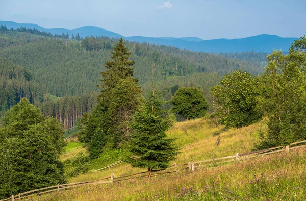 Pittoresque Été Vue Sur Campagne Montagneuse Des Carpates Ukraine — Photo