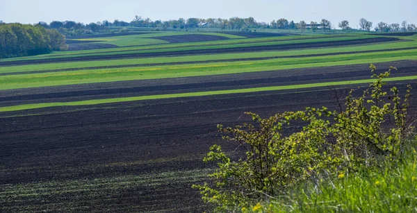 Spring Rural Landscape Fields Farmlands Village Outskirts Flowering Trees Hilly — Stock fotografie