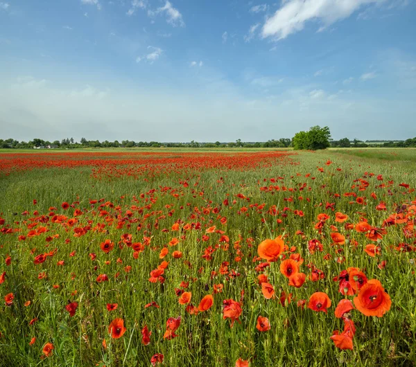 Beautiful Ukrainian Countryside Spring Landscape Wheat Field Red Poppy Flowers — Stock Photo, Image