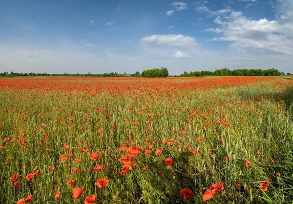 Schöne Ukrainische Landschaft Frühling Landschaft Mit Weizenfeld Und Roten Mohnblumen — Stockfoto