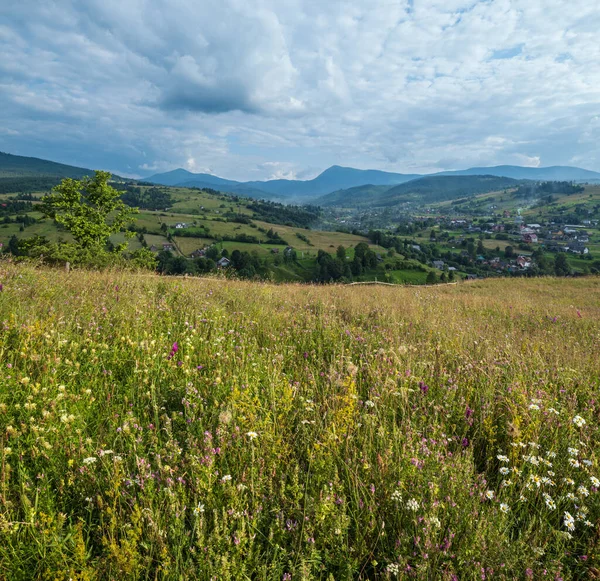 Été Pittoresque Prairies Montagne Des Carpates Abondance Végétation Belles Fleurs — Photo