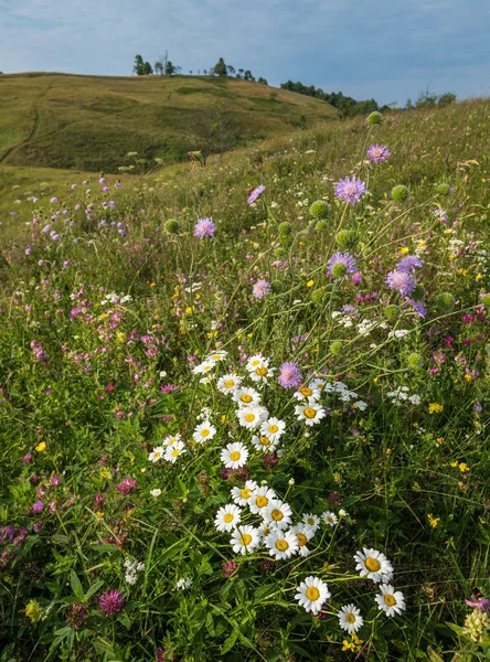 Verão Pitoresco Carpathian Montanha Campo Prados Abundância Vegetação Belas Flores — Fotografia de Stock