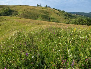 Resimli bir yaz Karpatlar 'ın dağlık kırsal otlakları. Bol bitki örtüsü ve güzel kır çiçekleri..