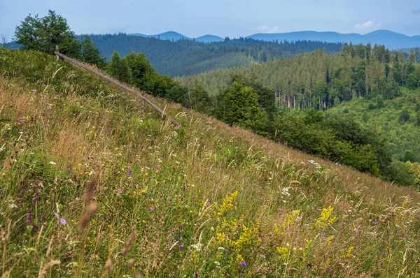 Resimli Bir Yaz Karpatlar Dağlık Kırsal Otlakları Bol Bitki Örtüsü — Stok fotoğraf