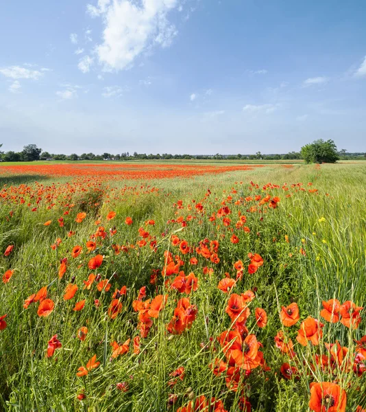 Beautiful Ukrainian Countryside Spring Landscape Wheat Field Red Poppy Flowers — Stock Photo, Image