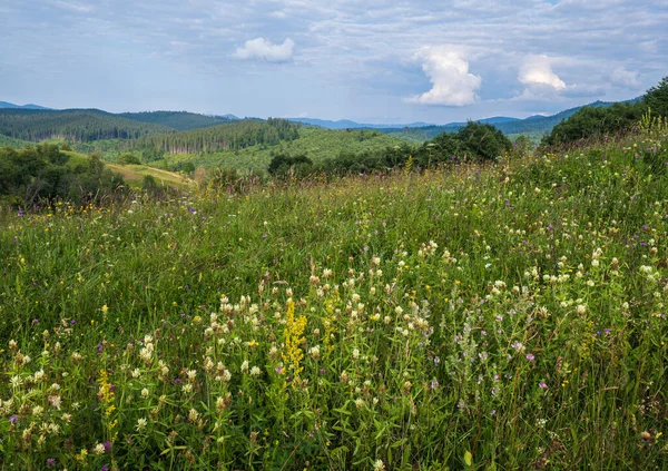 Pintorescas Praderas Montaña Los Cárpatos Verano Abundancia Vegetación Hermosas Flores —  Fotos de Stock