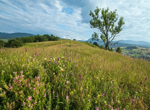 Malebné Letní Karpatské Horské Louky Spousta Vegetace Krásné Divoké Květiny — Stock fotografie