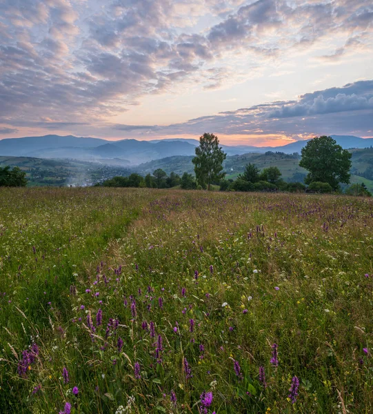 Malerische Sommerdämmerung Karpaten Gebirgslandschaft Wiesen Überfluss Vegetation Und Schönen Wildblumen — Stockfoto