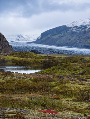 İzlanda sonbahar tundrası Haolkvisl buzulu, İzlanda yakınlarında. Buzul dili, buzul altı Esjufjoll volkanı yakınlarındaki Vatnajokull buzulundan veya Vatna Buzulu 'ndan kayar. İzlanda Çevre Yolu 'na yakın..