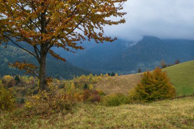 Bulutlu ve sisli bir sonbahar otlağı sahnesi. Huzurlu bir seyahat, mevsimlik, doğa ve kırsal güzellik konsepti. Karpat Dağları, Ukrayna.