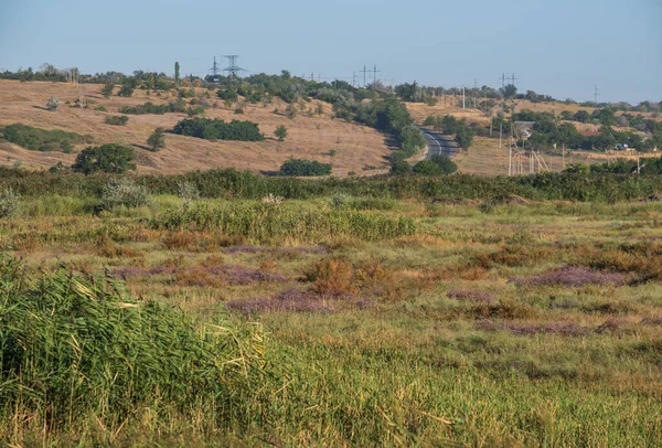 夏の田舎の牧草地 紫色の羽の花を咲かせる湿地 — ストック写真