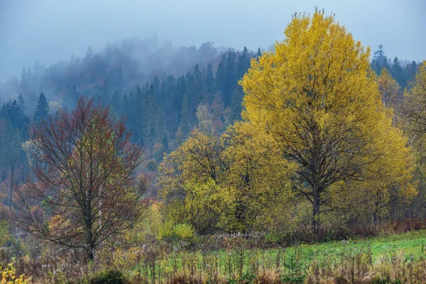 Bewolkt Mistig Herfstweide Vreedzaam Pittoresk Reizen Seizoensgebonden Natuur Landelijke Beauty — Stockfoto