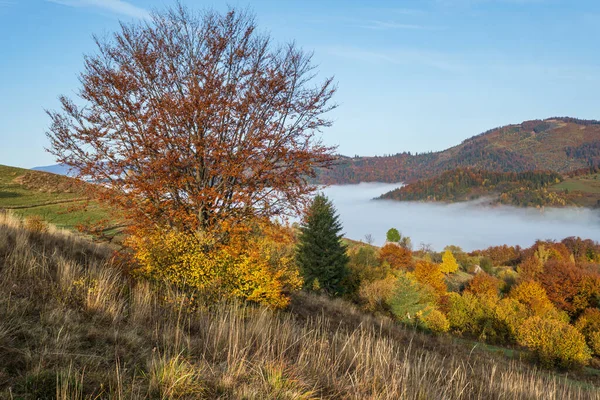 Nebelige Herbstlandschaft Frühen Morgen Friedliche Malerische Reisen Saisonale Natur Und — Stockfoto