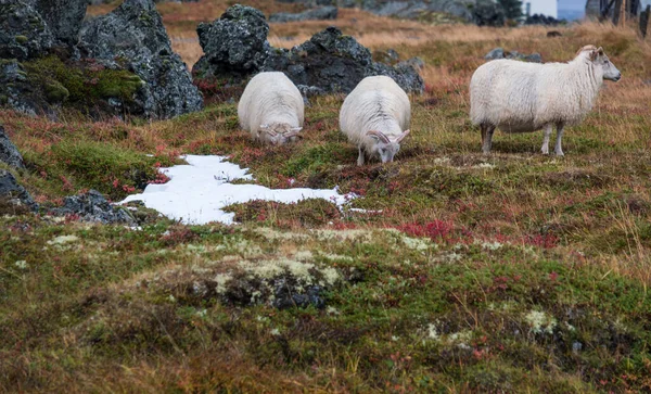 冰岛的羊群在山坡上吃草 在汽车旅行中观看 这个古老的品种是冰岛特有的 是北欧海盗引进的动物的直接后代 — 图库照片