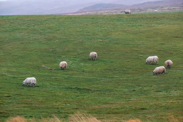 山の中腹にはアイスランドの羊の群れが放牧されている 自動旅行中に表示されます この古代の品種はアイスランドに固有であり バイキングによって導入された動物から直接子孫です — ストック写真