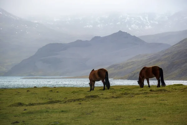 冰岛马在西冰岛高地 斯奈弗勒斯半岛吃草 具有山脉 火山口 砾石路的壮观的火山冻土带景观 — 图库照片