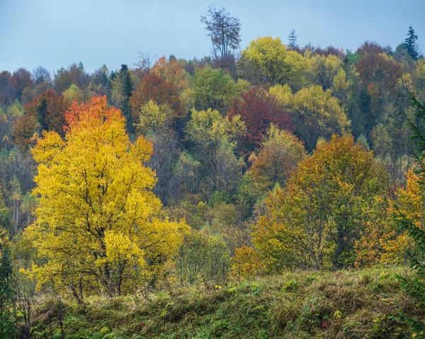 Nuvoloso Nebbioso Mattina Scena Prato Autunnale Tranquillo Pittoresco Viaggio Stagionale — Foto Stock