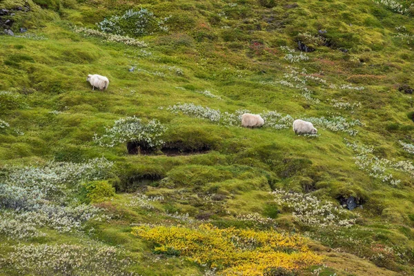 Manada Ovejas Islandesas Pastan Una Ladera Montaña Vista Durante Viaje —  Fotos de Stock