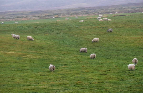 Troupeau Moutons Islandais Paissent Flanc Montagne Vue Pendant Voyage Auto — Photo