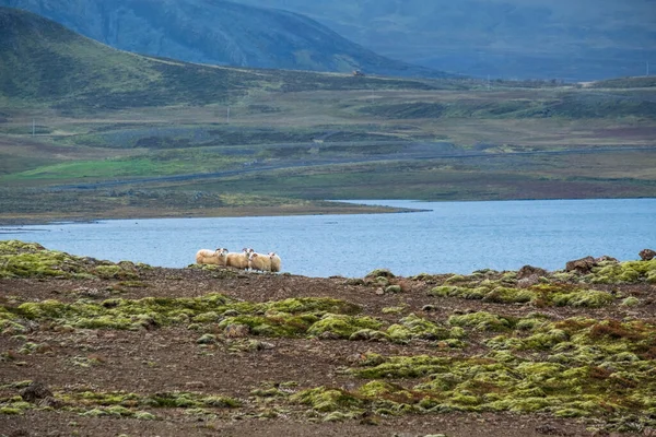 Ijslandse Schapen Grazen West Ijsland Hooglanden Snaefellsnes Schiereiland Spectaculaire Vulkanische — Stockfoto