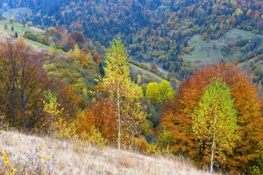 Bulutlu ve sisli bir sonbahar otlağı sahnesi. Huzurlu bir seyahat, mevsimlik, doğa ve kırsal güzellik konsepti. Karpat Dağları, Ukrayna.