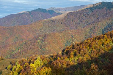 Sonbahar sabahı Karpat Dağları sakin resim sahnesi, Ukrayna. Huzurlu seyahat, mevsimlik, doğa ve kırsal güzellik konsepti.