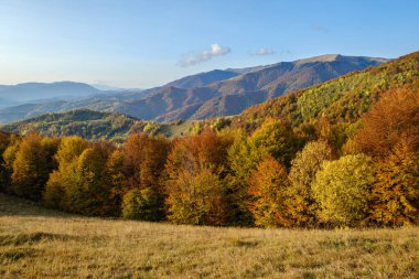 Sonbahar sabahı Karpat Dağları sakin resim sahnesi, Ukrayna. Huzurlu seyahat, mevsimlik, doğa ve kırsal güzellik konsepti.