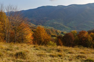 Sonbahar sabahı Karpat Dağları sakin resim sahnesi, Ukrayna. Huzurlu seyahat, mevsimlik, doğa ve kırsal güzellik konsepti.