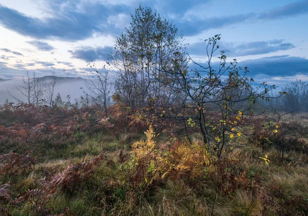 曇りと霧の早朝の秋の牧草地のシーン 静かな絵の旅 自然と田舎の美しさのコンセプトシーン カルパティア山脈 ウクライナ — ストック写真