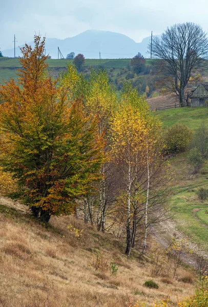 曇りと霧の朝の秋の牧草地のシーン 静かな絵の旅 自然と田舎の美しさのコンセプトシーン カルパティア山脈 ウクライナ — ストック写真