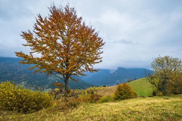 Nuvoloso Nebbioso Mattina Scena Prato Autunnale Tranquillo Pittoresco Viaggio Stagionale — Foto Stock