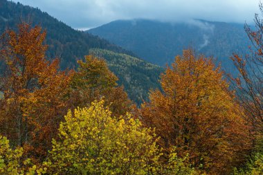 Bulutlu ve sisli bir sonbahar otlağı sahnesi. Huzurlu bir seyahat, mevsimlik, doğa ve kırsal güzellik konsepti. Karpat Dağları, Ukrayna.