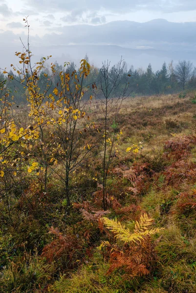 Bewölkt Und Neblig Frühmorgendliches Herbstwiesenszenario Friedliche Malerische Reisen Saisonale Natur — Stockfoto