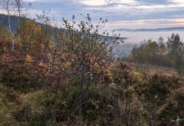 Bulutlu Sisli Sonbahar Çayır Manzarası Huzurlu Bir Seyahat Mevsimlik Doğa — Stok fotoğraf