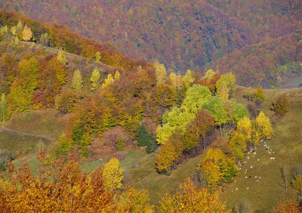 ใบไม วงตอนเช เขา Carpathian สงบฉากท สวยงาม เครน นทางอย างสงบ กาล — ภาพถ่ายสต็อก