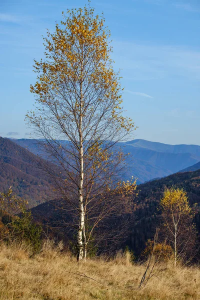 Höstmorgon Karpaterna Lugna Pittoreska Scen Ukraina Fridfullt Resande Säsongsbetonad Natur — Stockfoto