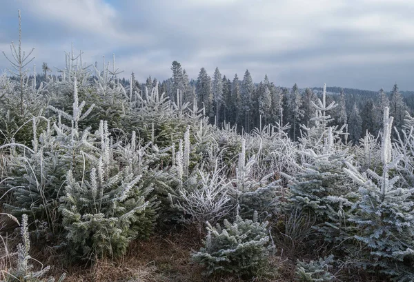 Vintern Kommer Sista Dagarna Hösten Morgon Bergslandskapet Fridfull Pittoresk Grillad — Stockfoto