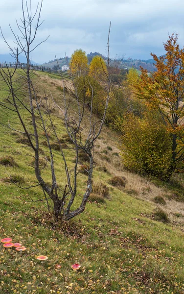 Molnig Och Dimmig Dag Höst Karpaterna Ukraina Glänta Scen Amanita — Stockfoto