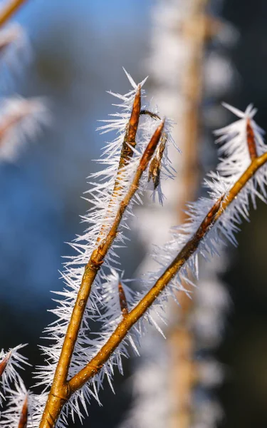 冬が来る 秋の最後の日 木の小枝に朝の霜 マクロ — ストック写真