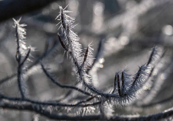 Hiver Arrive Derniers Jours Automne Givre Matinal Sur Rameaux Arbres — Photo