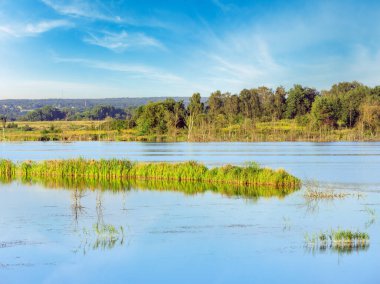 Su yüzeyine yansıyan bitkilerle dolu yaz gölü manzarası (Shklo yerleşimi yakınları, Lviv Oblastı, Ukrayna) .