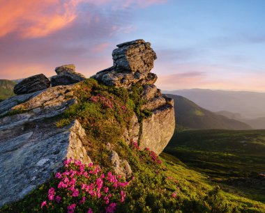 Pembe gül rhododendron çiçekler erken sabah yaz dağ yamacında büyük kaya yakın, Karpat, Chornohora, Ukrayna.